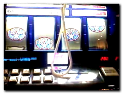 $1335 No deposit bonus code at Big Dollar Casino